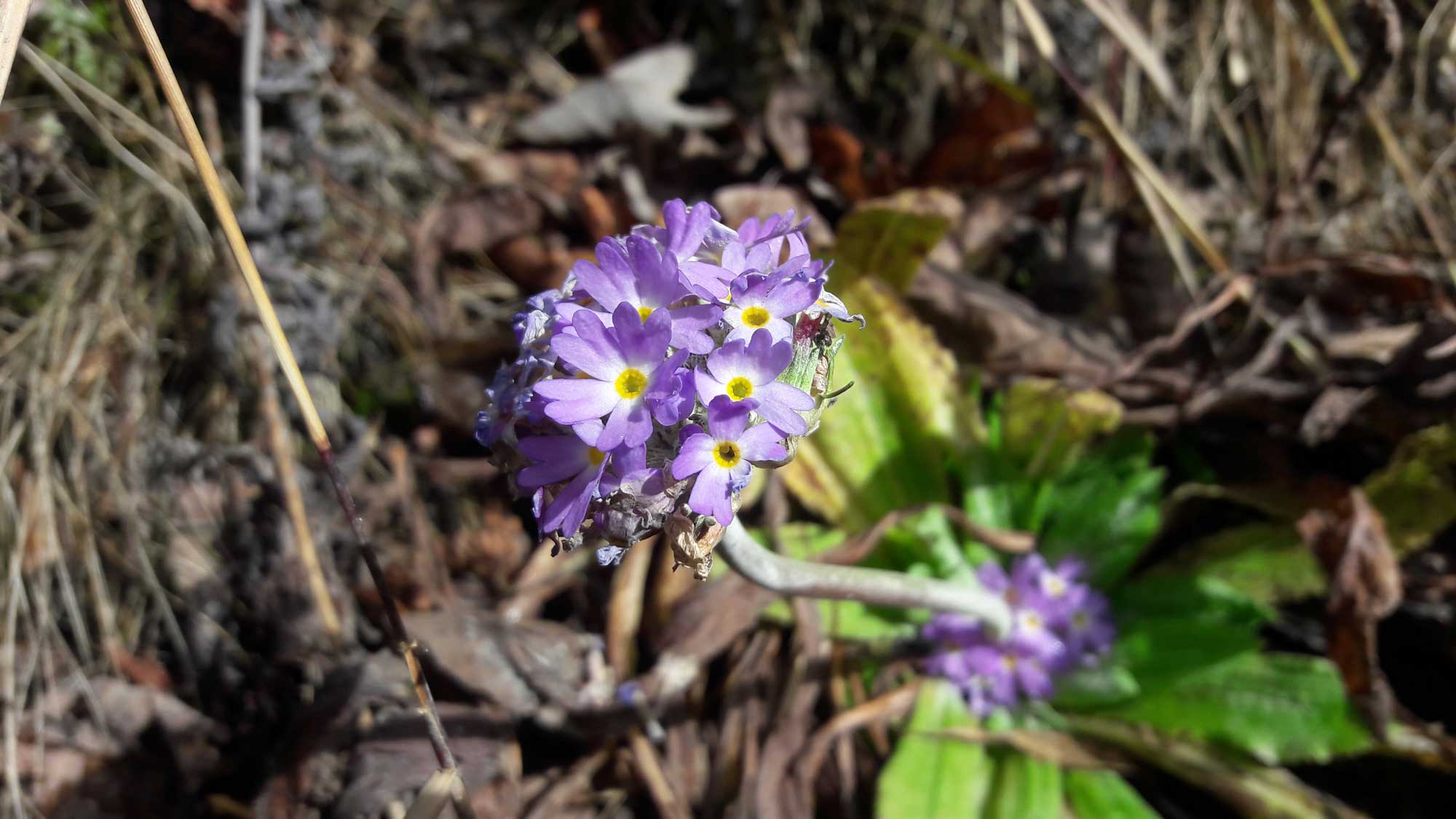 <p><em>Primula denticulata</em> flower</p>