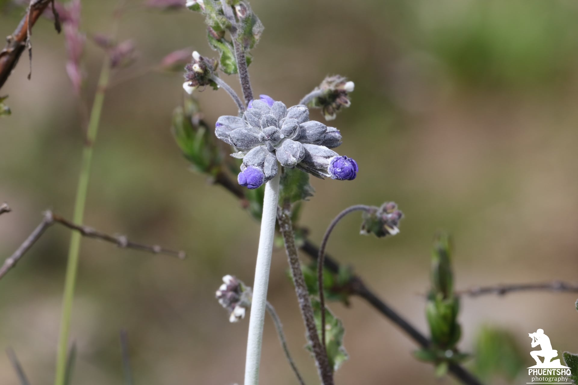 <p>Flower bud of <em>Primula capitata</em> subsp. <em>capitata</em> from Yakley La</p>