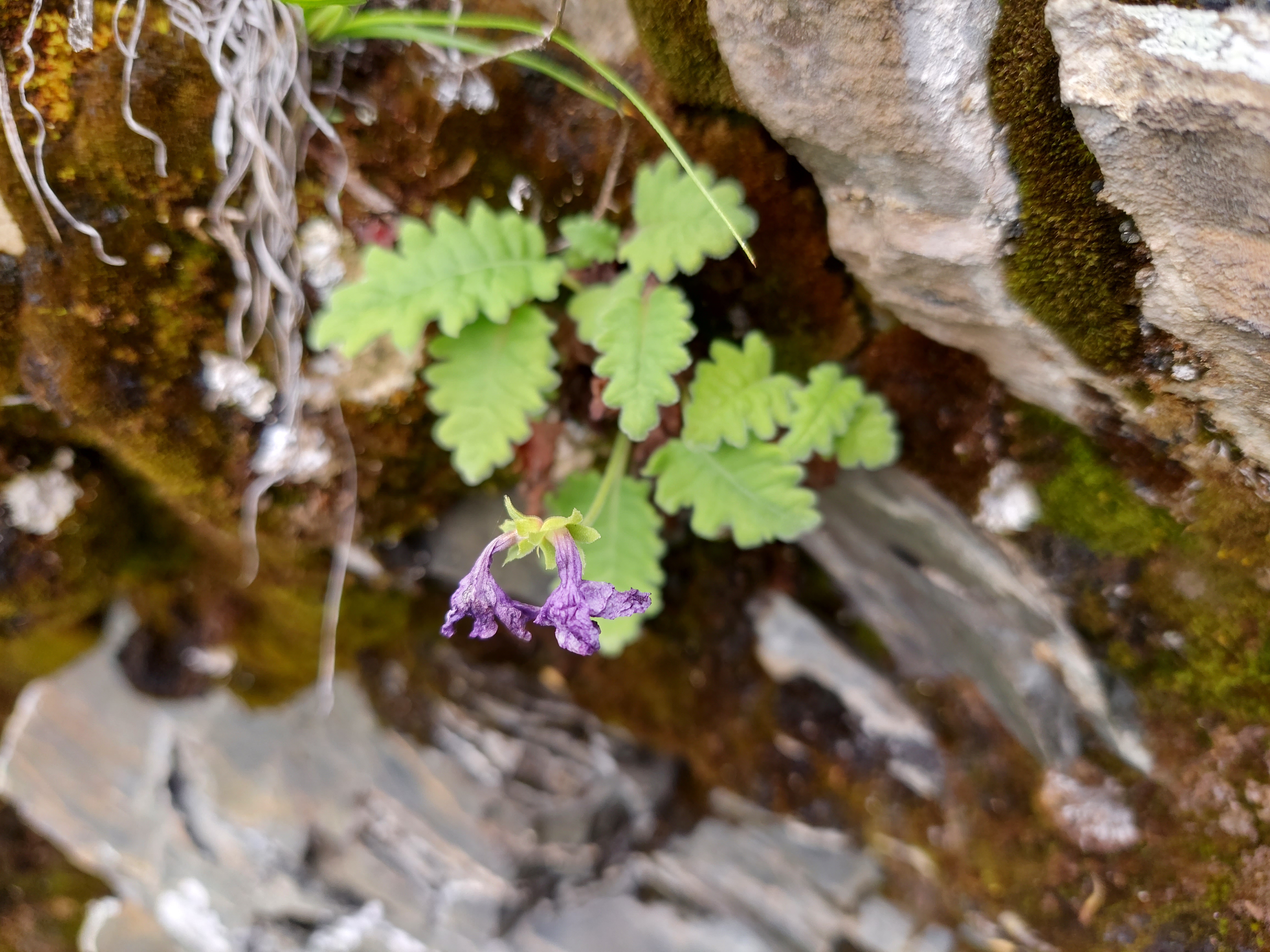 <p>Typical habitat of the <em>Primula chasmophila </em>at Chuthang La in Black Mountains</p>