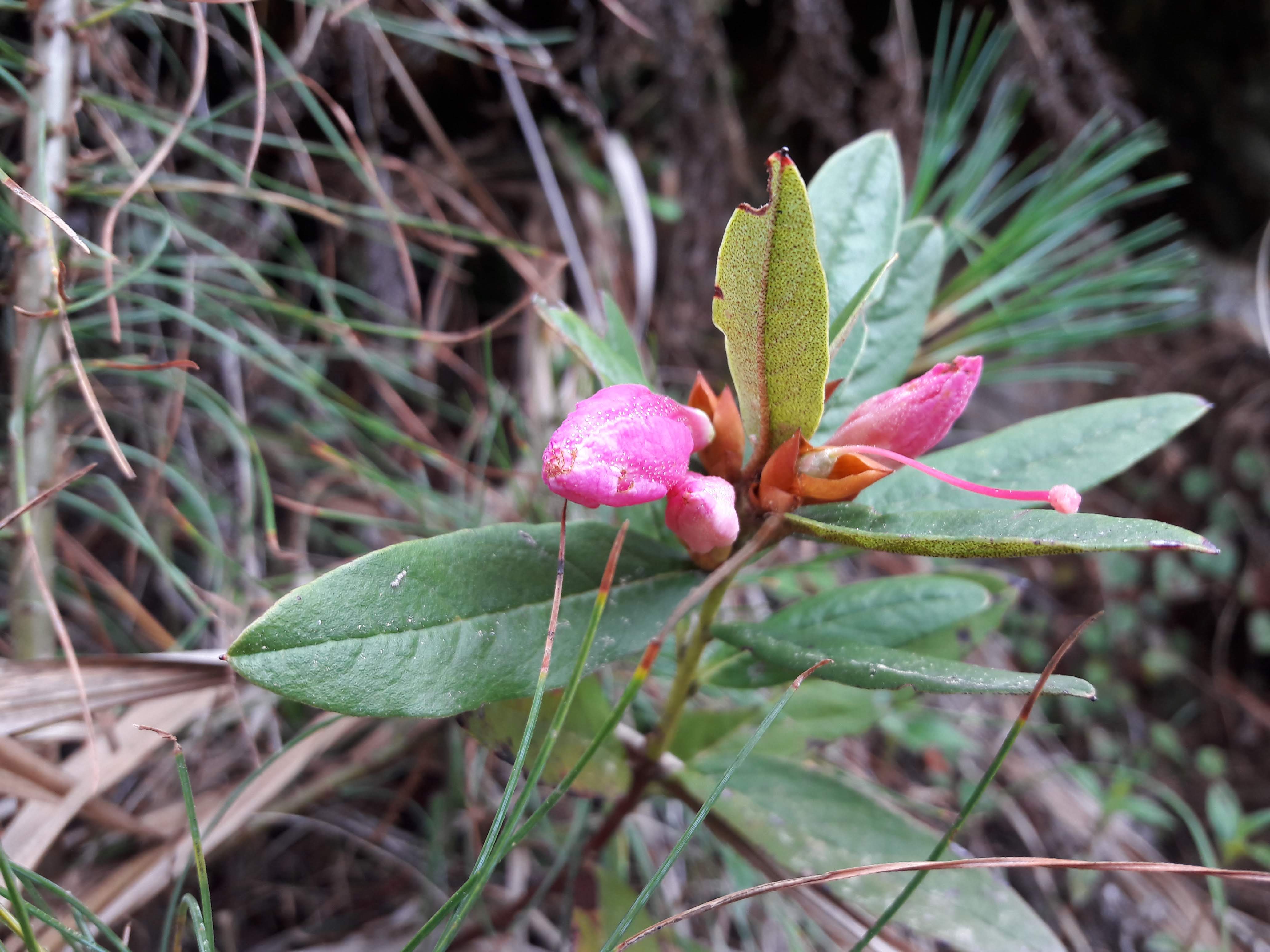 <p>Flower buds and leaves</p>