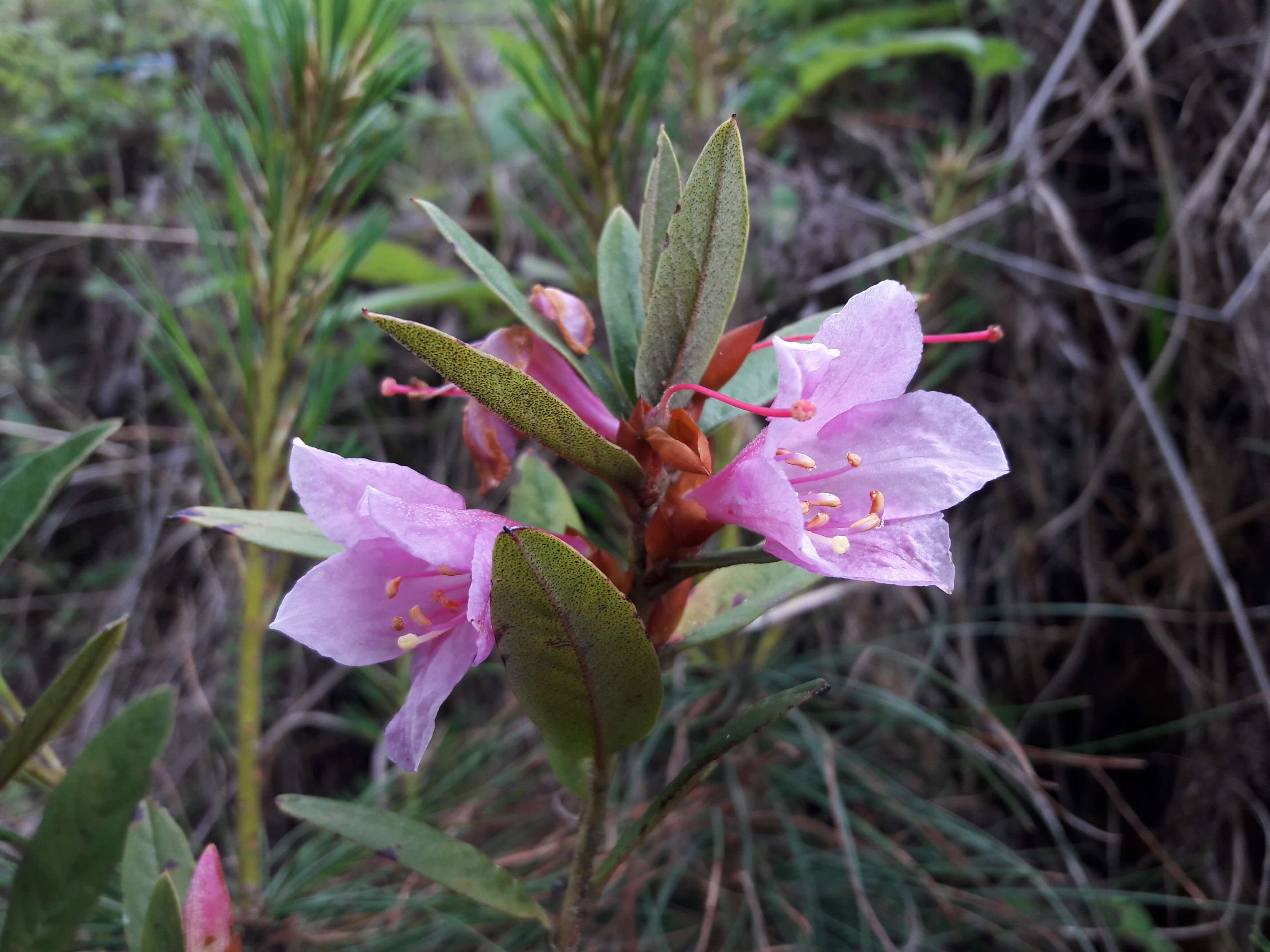 <p>Flowers</p>