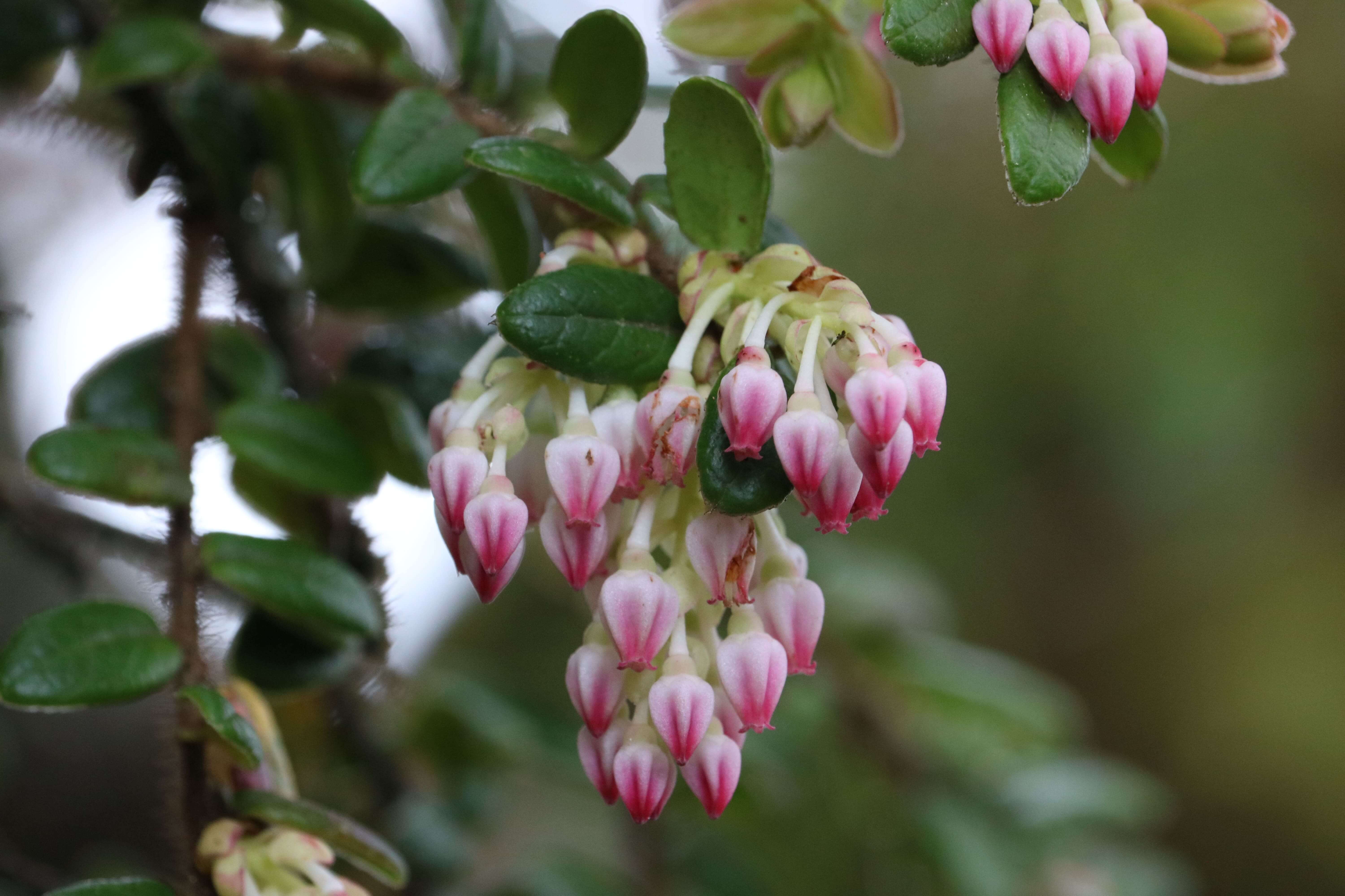 <p>Un-opened flowers</p>